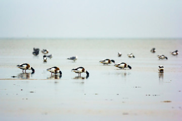 Common shelduck (Tadorna tadorna)