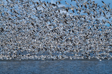 Snow Geese Migration.