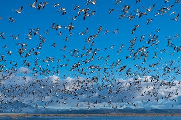 Snow Geese Migration.