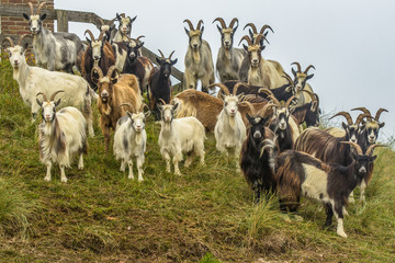 Dutch Landrace goat