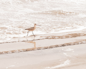 Landscape Photography Beach Bird