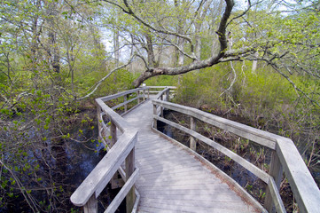 Fototapeta premium White Cedar Swamp at Eastham, Cape Cod