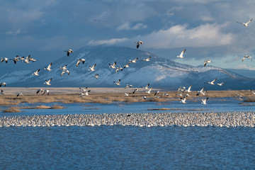 Snow Geese Migration.