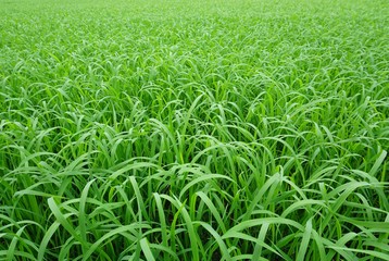 Fototapeta premium Closeup of paddy rice field Countryside scenery in thailand