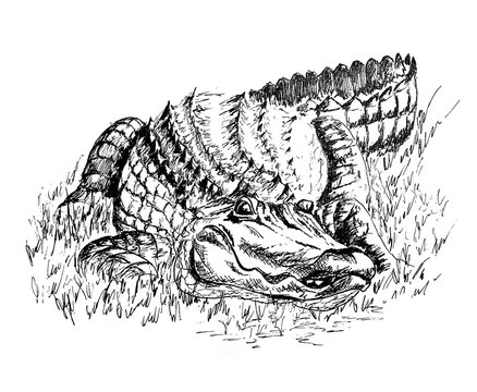 Sketch Of Alligator 