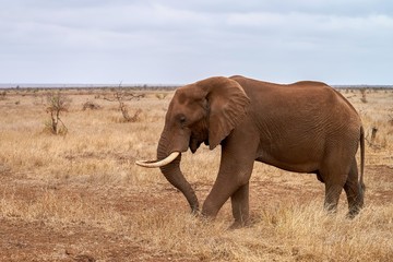 Elephant walking in the bushland