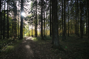 Fototapeta premium Autumn in the Forest
