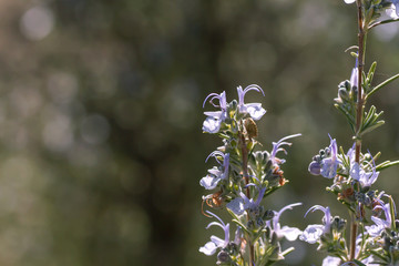 Rosemary purple flowers close up