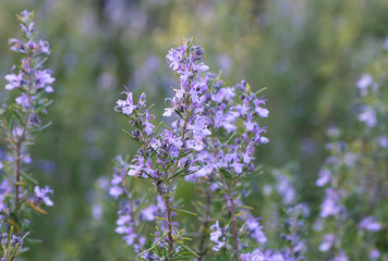 Obraz premium Wild rosemary plant with purple flowers blooming