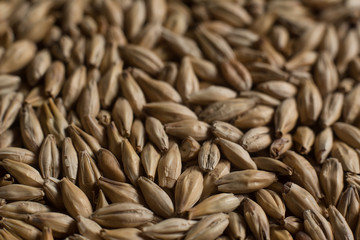 Malt, wheat grains for brewing. Malt macro background. Depth of field.