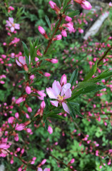 Obraz premium pink flowers in garden