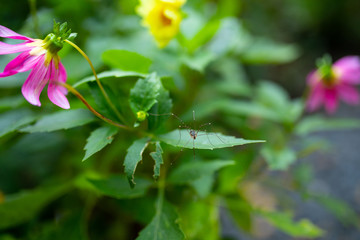 Spider haymaker on the leaves of a flower, an insect with very long legs