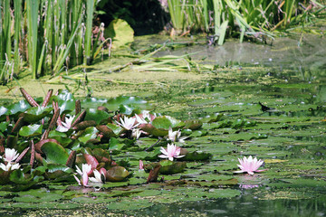 Rose water lily. Rare flower.	