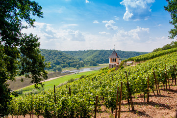 Elbtal Bosel Spaargebirge Weinanbau - Meißen, Dresden, Sachsen