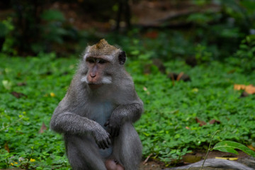 Balinese Monkey