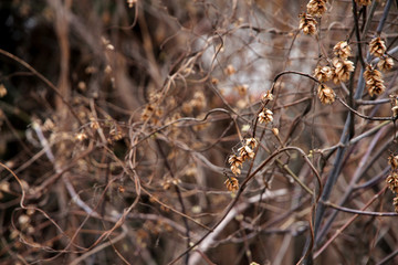  dry plants