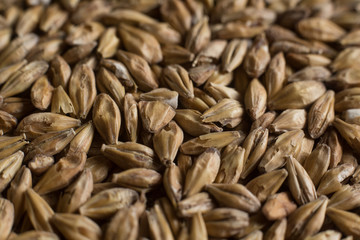 Malt, wheat grains for brewing. Malt macro background. Depth of field.