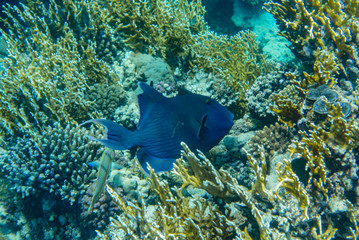 Rotzahn Drueckerfisch