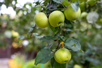 Ripening apples in the garden on the tree, autumn harvest
