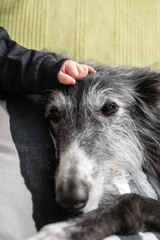 Baby hand stroking a dog's face