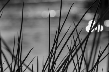 black and white river grass with bokeh