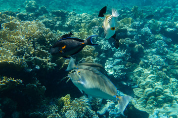 Nashornfisch mit Arabischem Doktorfisch