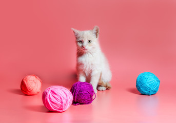 kitten with multi-colored balls of woolen threads on a pink background