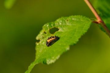 Larve des Asiatischen Marienkäfers (Harmonia axyridis)