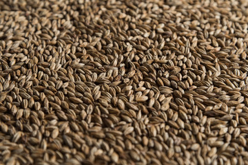 Malt, wheat grains for brewing. Malt background. Top view, flat lay