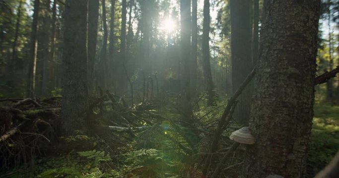 Sun shining between trees in natural forest
