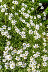 Small cute white flowers pattern in the garden
