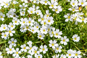 Small cute white flowers pattern in the garden