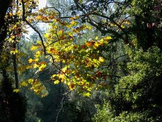 Paisajes y árboles con sus hojas de color anaranjado en la estación del otoño.