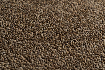 Malt, wheat grains for brewing. Malt background. Top view, flat lay