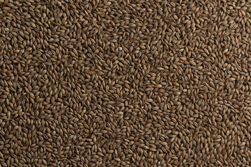 Malt, wheat grains for brewing. Malt background. Top view, flat lay
