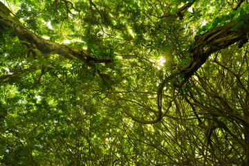 jungle trees