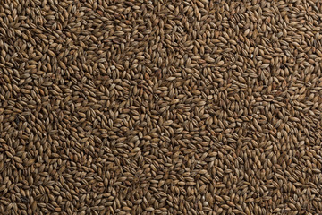 Malt, wheat grains for brewing. Malt background. Top view, flat lay