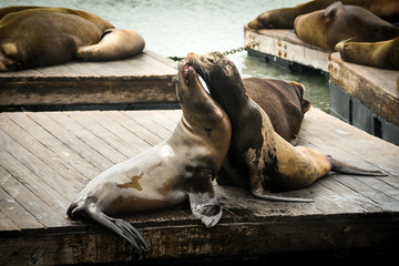two seals in affectionate attitude