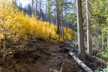 Locket Meadow near Flagstaff in the Fall with changing leaves