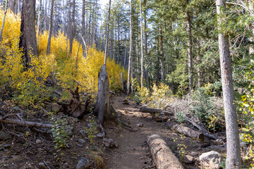 Locket Meadow near Flagstaff in the Fall with changing leaves