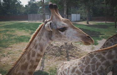 Close-up of a giraffe head 