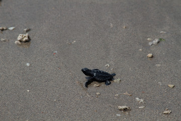 Baby Turtle
