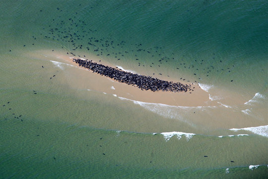 Gray Seals and Harbor Seals Aerial at Chatham, Cape Cod