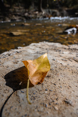 yellow leaf on stone