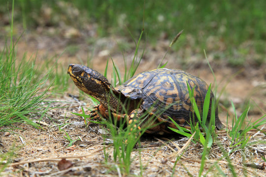 Box Turtle in Grass
