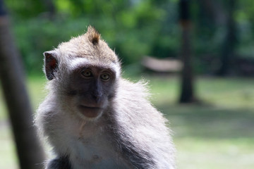 Balinese Monkey