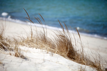 Beach Grass at the Ocean