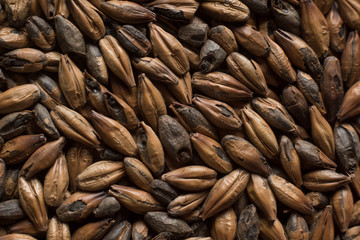 Obraz premium Malt, wheat grains for brewing. Malt background. Top view, flat lay