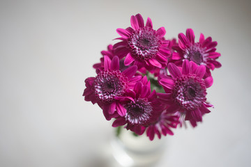 Bouquet of redviolet chrysanthemums is in a vase, top view