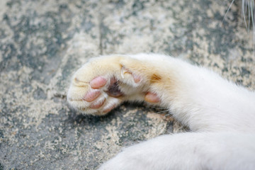 Close up White Cat's paws